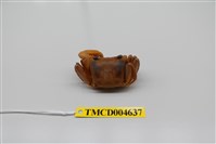 藏品(中華沙蟹)的圖片